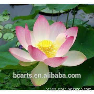Pure handmade pink flower oil painting vivid lotus canvas painting lotus flower oil